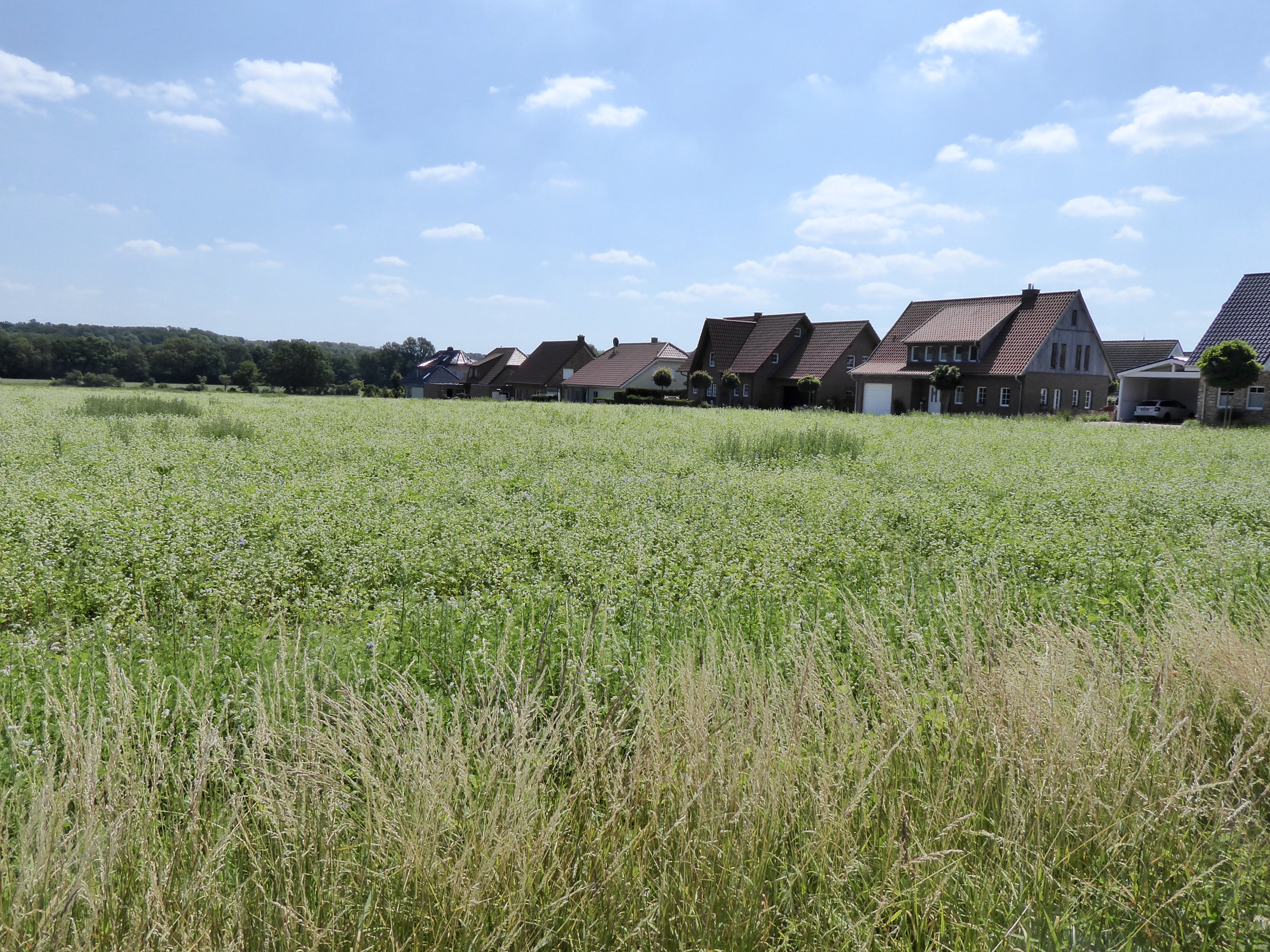Zuknftiges Baugebiet Hlskamp. 